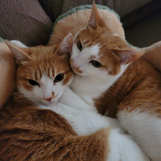 2匹寄り添っているMix猫