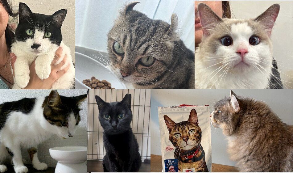ペットフード　キャットフード　日本ヒルズ・コルゲート　ヒルズ サイエンス・ダイエット　ねこのきもち　腸活　