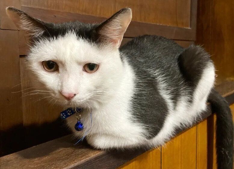 お迎え初日、6才の猫