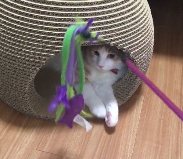 出てこないノルウェージャンフォレストキャット