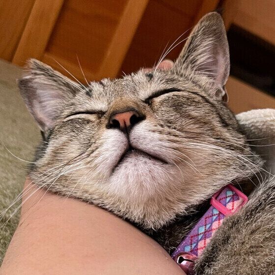飼い主さんのそばで眠る猫