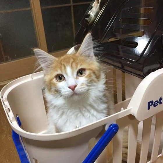 キャリーに入った