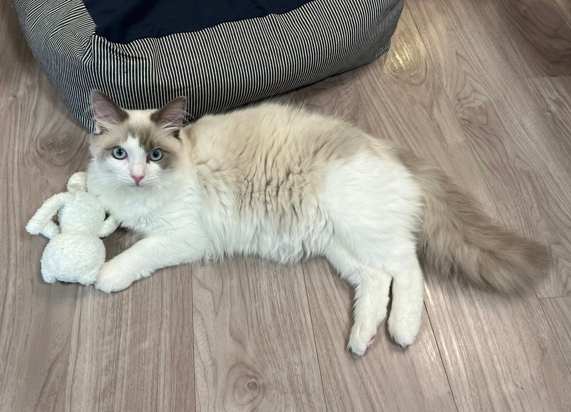 ぬいぐるみで遊ぶはんぺんくん