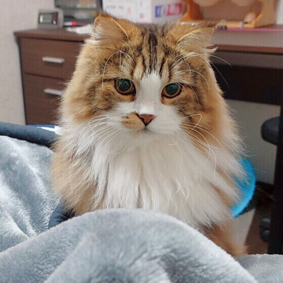 飼い主が風邪をひいて寝込んだ結果 猫のお世話にまつわる リアルな問題 が浮き彫りに ねこのきもちweb Magazine 飼い主が風邪をひいて寝込んだ結果 猫のお世話にまつわる リアルな問題 が浮き彫りに ねこのきもちweb Magazine