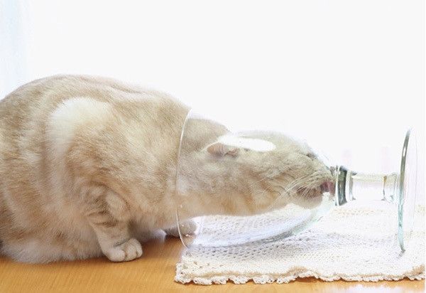 ちゅ〜るを食べる猫