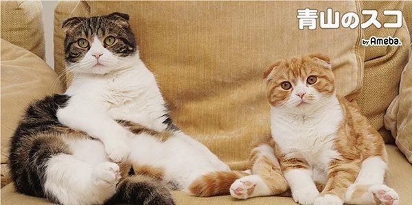 ブログ『青山のスコ』のスクリーンショット