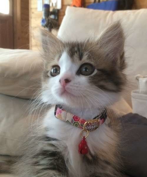 こうめちゃん MIX　ミケ