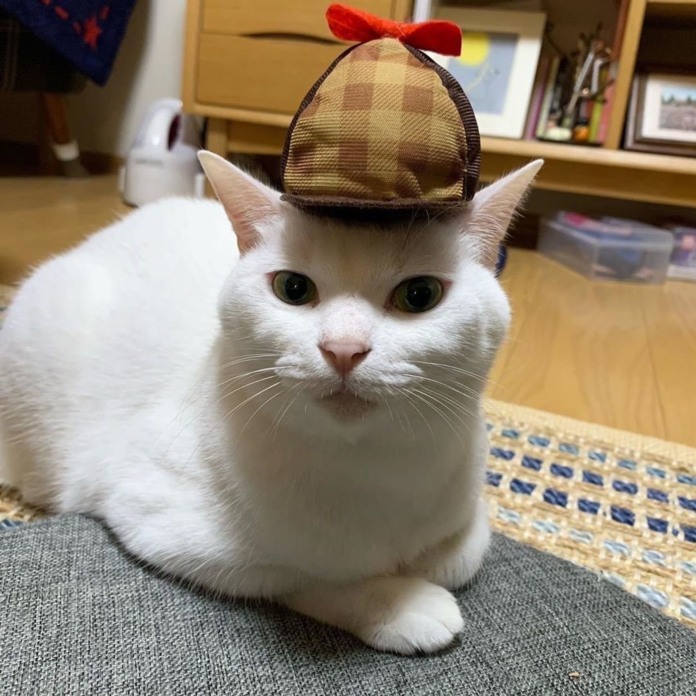 猫の頭にちょこん のせるだけでかわいい のせぐるみ って ねこのきもちweb Magazine 猫の頭にちょこん のせるだけでかわいい のせぐるみ って ねこのきもちweb Magazine