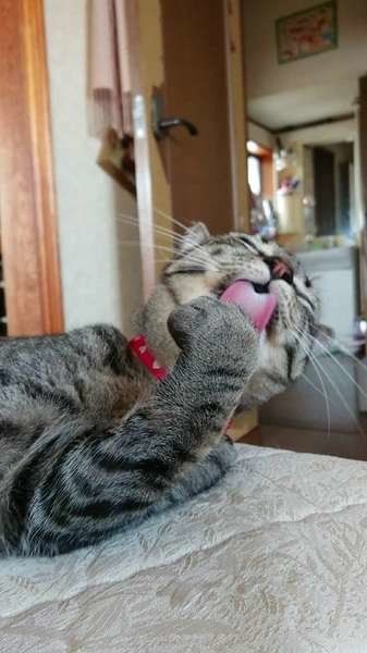 仰いでペロペロ