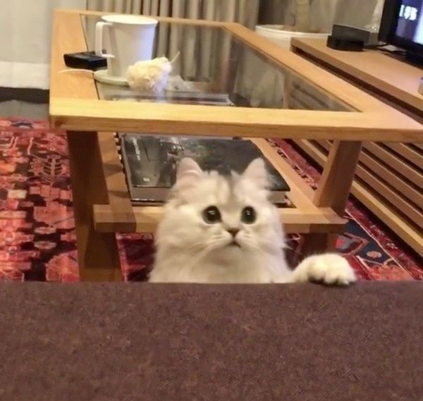 遊ぶスコティッシュフォールド