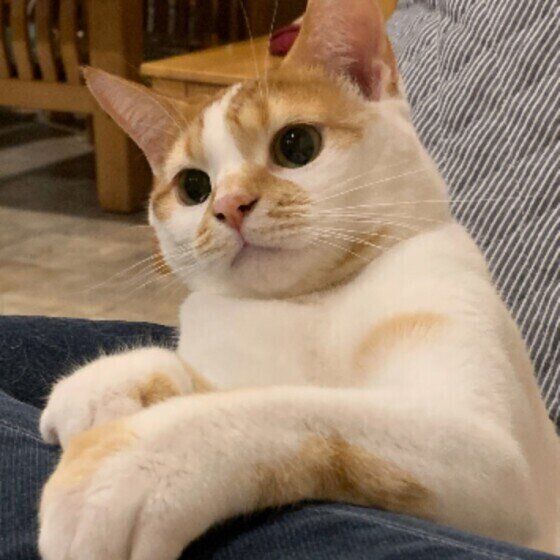 といちょいするスコ大福くん