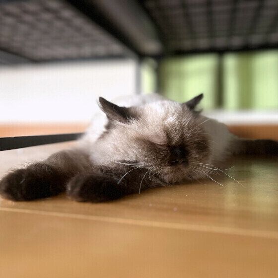 床で寝るヒマラヤン