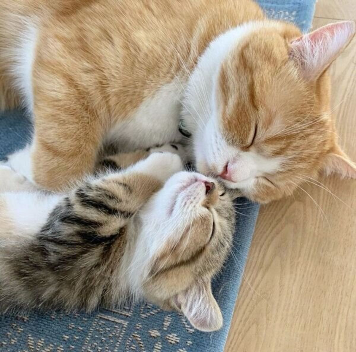 先住猫が大好きな子猫 2匹の寄り添う姿に しあわせ を実感 猫たちの寝姿に癒される ねこのきもちweb Magazine 先住猫が大好きな子猫 2匹の寄り添う姿に しあわせ を実感 猫たちの寝姿に癒される ねこのきもちweb Magazine