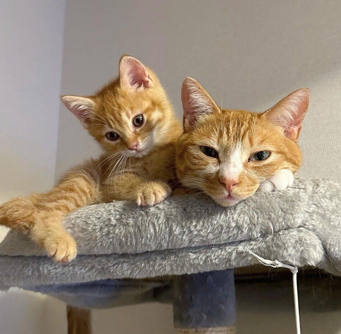 くっつくうりくん、てとくん