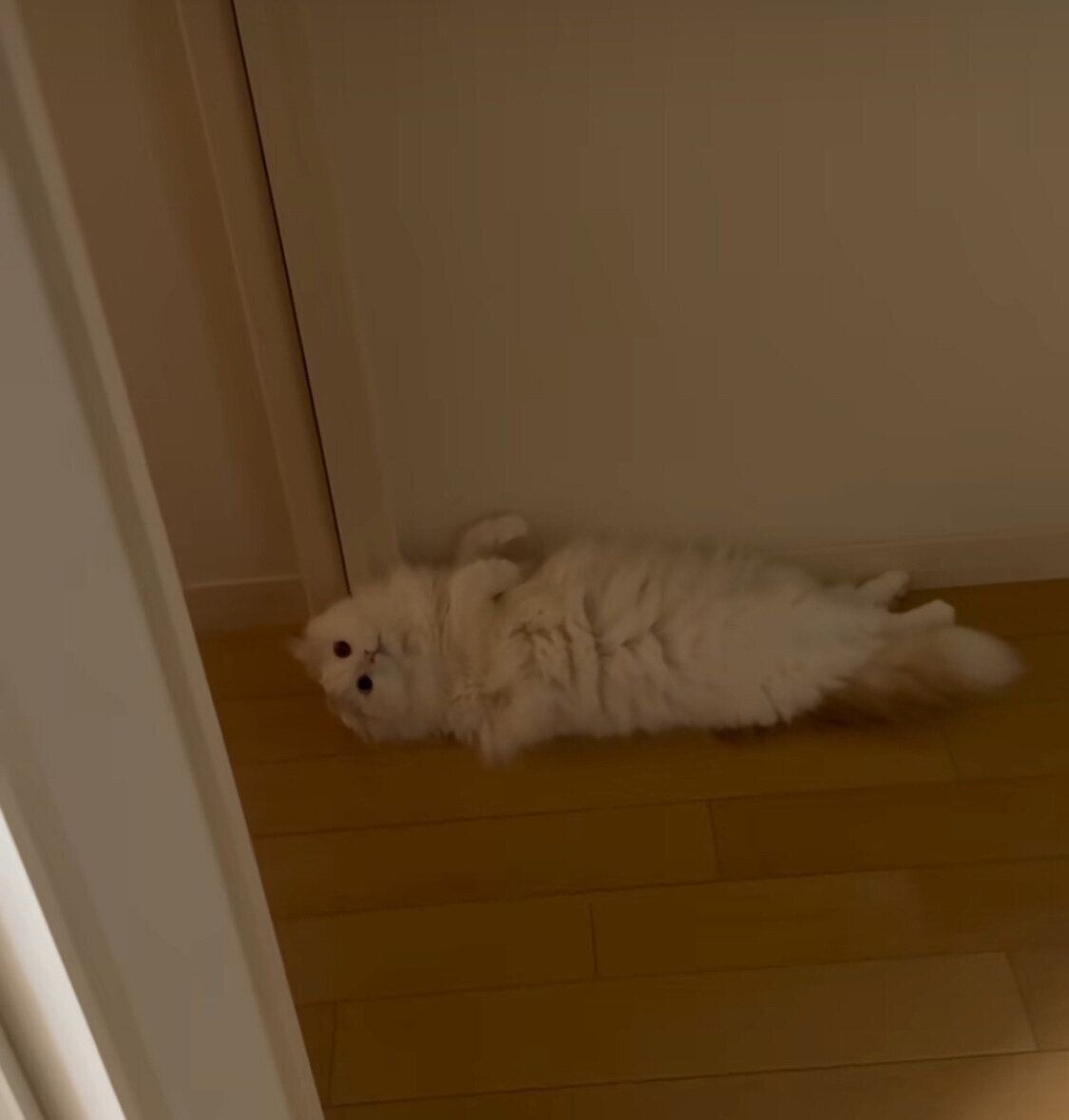 横になって待ち伏せするミントくん