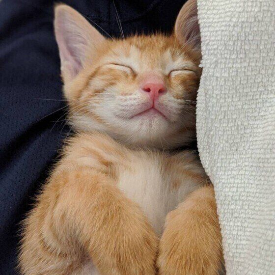 茶トラのふくちゃん