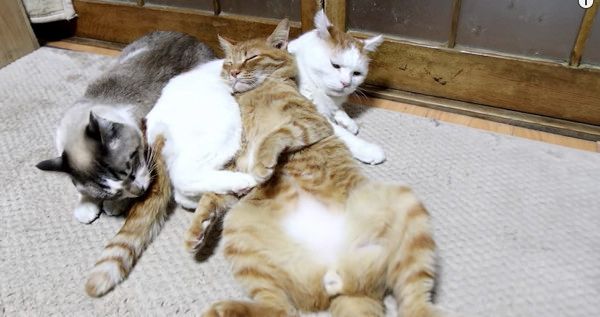 猫枕する猫たち