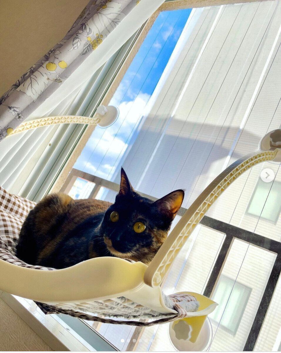 窓際のハンモック