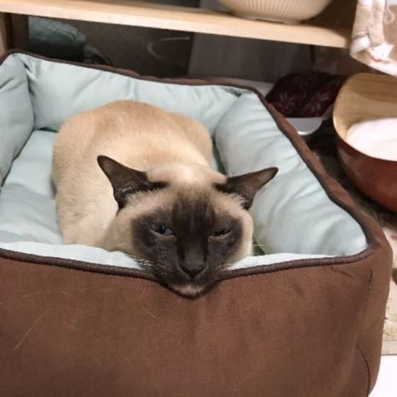 猫ベッドに顎をのせるトンキニーズ和沙美ちゃん