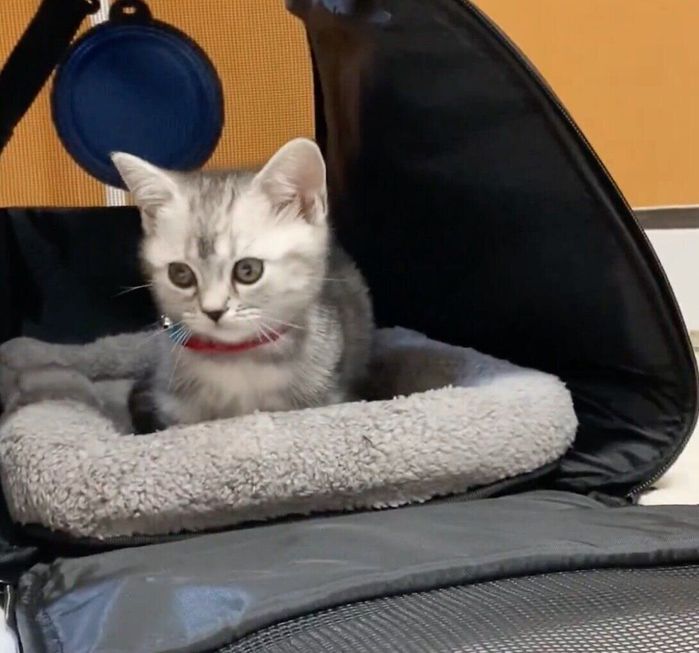 お迎え初日のあんみつちゃん