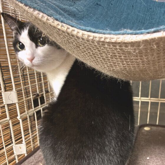 日本ネコ　初夏ちゃん