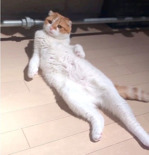まさしく人やん」「ananの表紙飾れる」 顔と体のギャップがスゴい猫に 