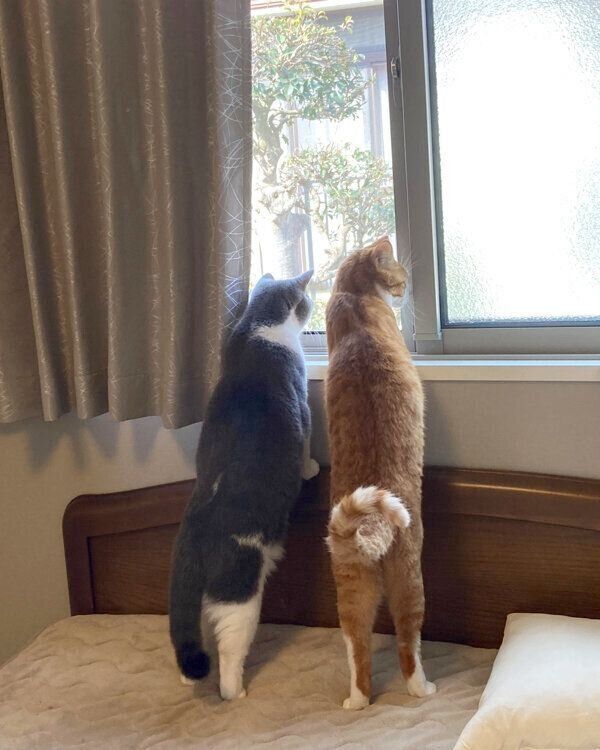 ニャルソックをするいなりくん、おそばちゃん