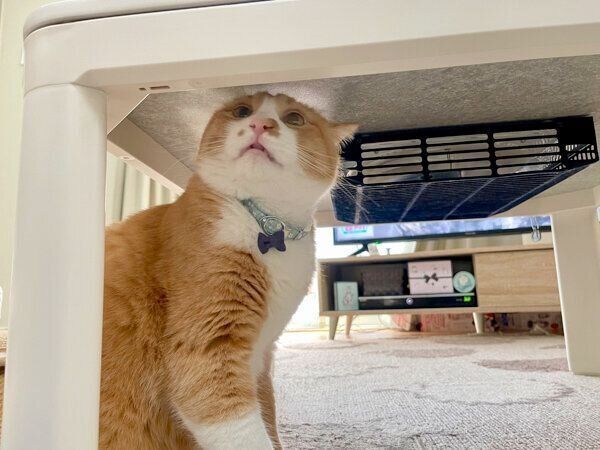 コタツを撤去されて、悲しそうなさんてくん