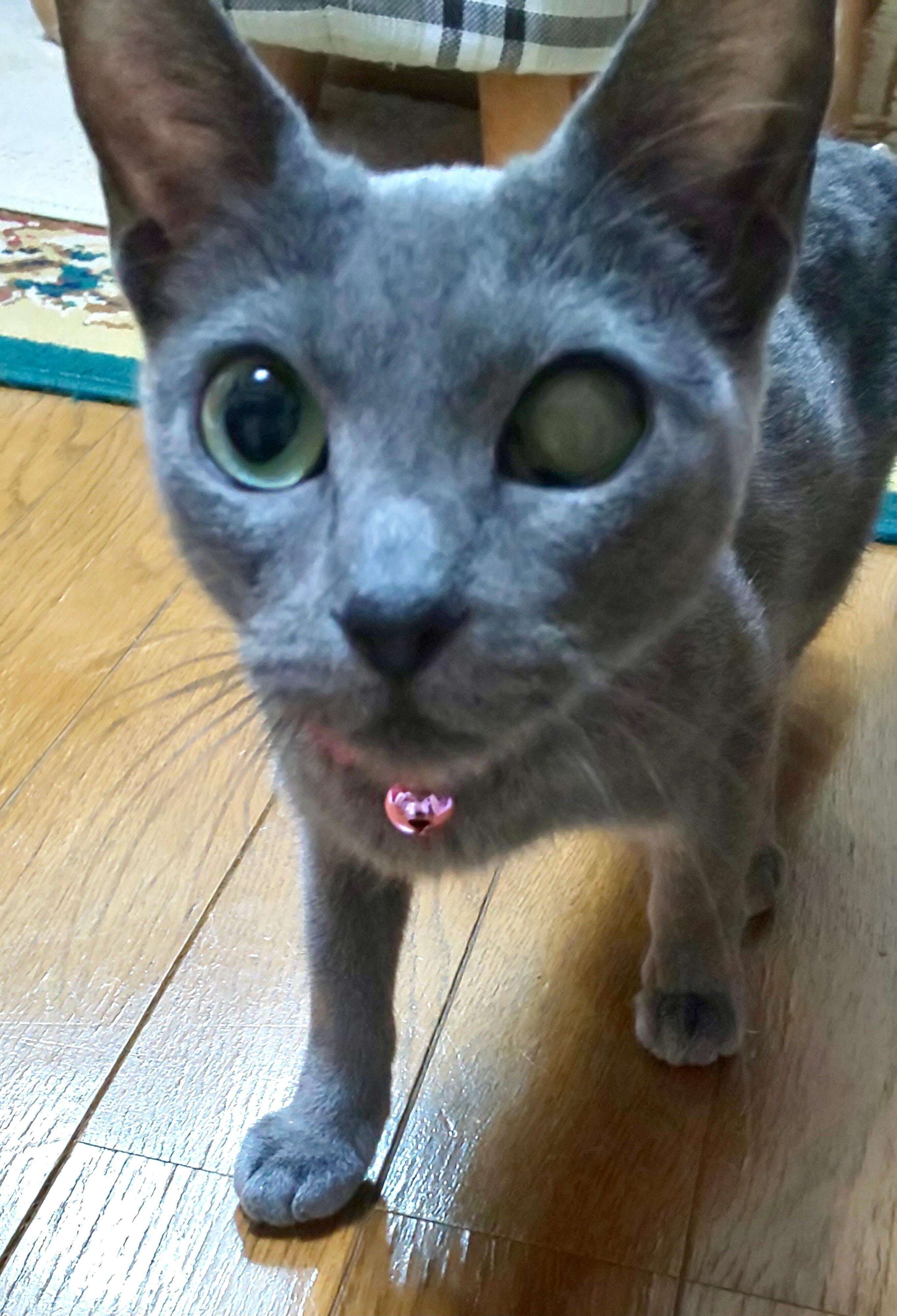 衝撃 譲渡会でロシアンブルーがいた ブリーダーに見放された目を患った子猫を 迎え入れたい と願った飼い主の覚悟 ねこのきもちweb Magazine