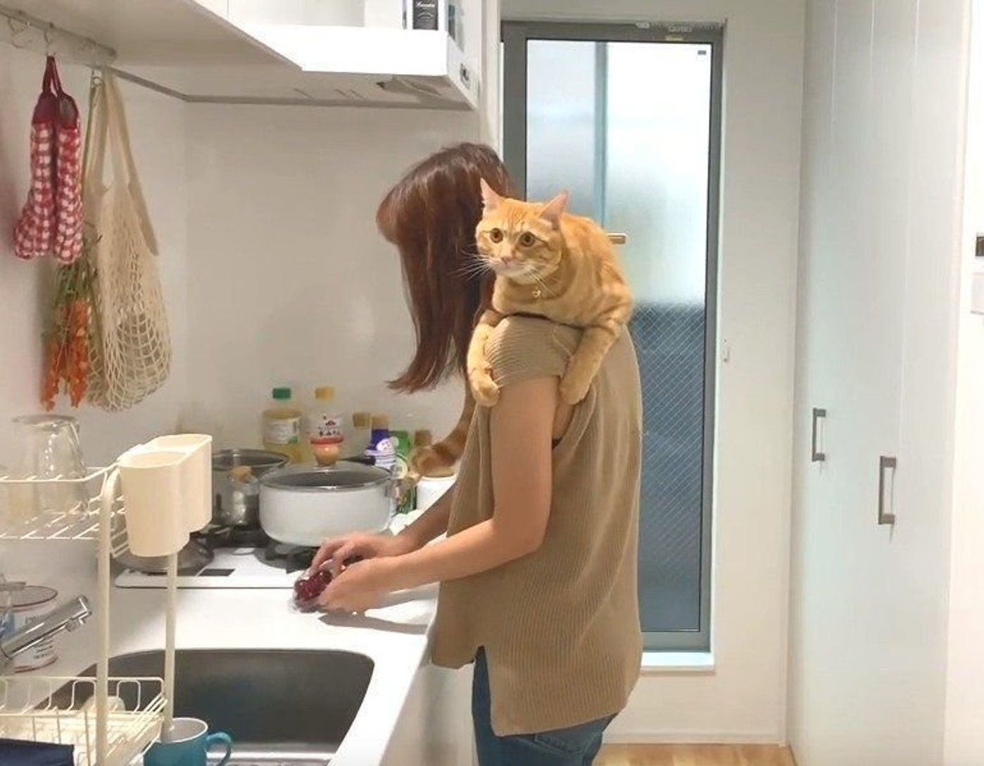 肩乗り猫現る 毛づくろいまでしてくれて至れり尽くせり ねこのきもちweb Magazine 肩乗り猫現る 毛づくろいまでしてくれて至れり尽くせり ねこのきもちweb Magazine