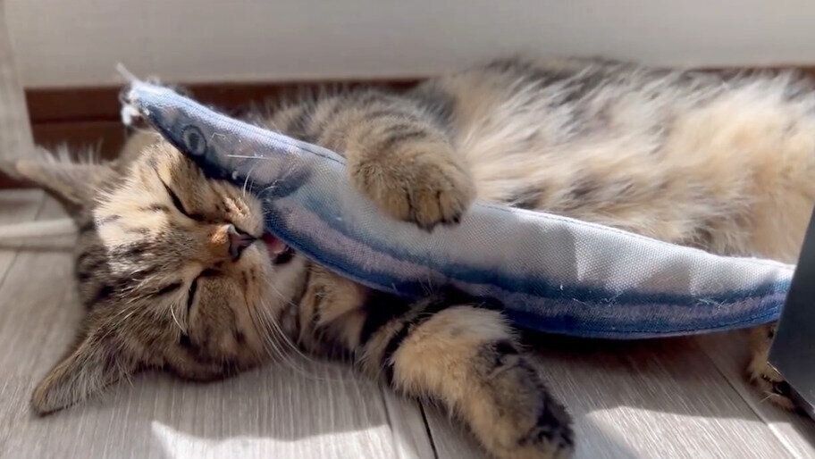 遊んでいる途中で寝落ちしてしまったチョパえもんくん