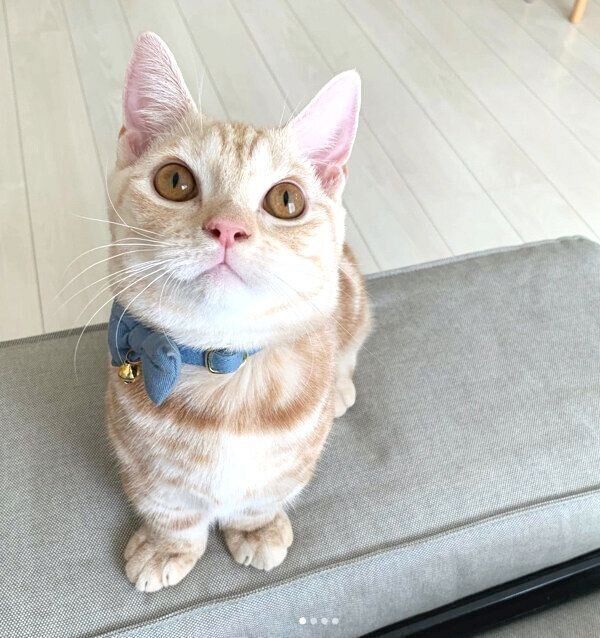 見つめるきなこくん