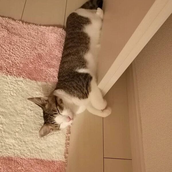 ドアのそばで眠るレイくん