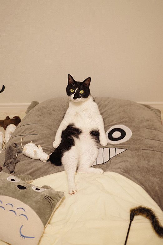 猫マスター本気の猫部屋紹介