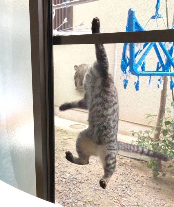 網戸にへばりつく野良猫