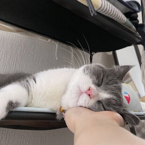 手にスリスリするブリティッシュショートヘア