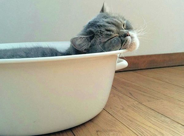 眠るエキゾチックショートヘア