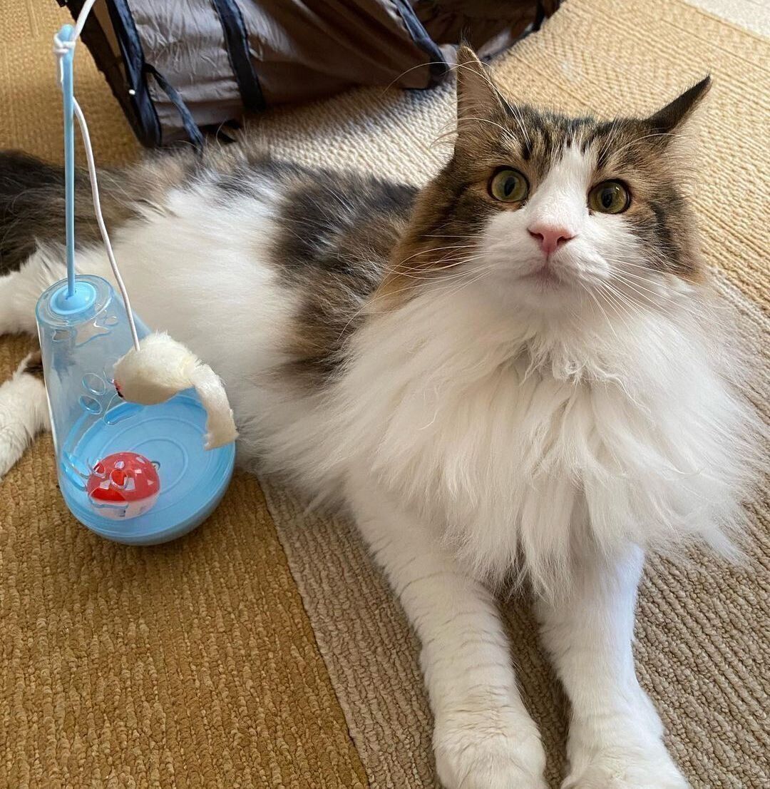 太郎くん（ノルウェージャンフォレストキャット）