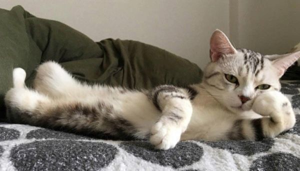 アメリカンショートヘアのうたちゃん