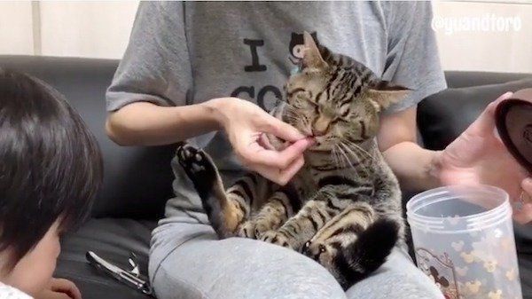 爪を切られる猫