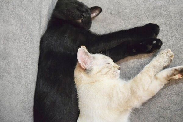 2匹仲良く眠るアロハちゃんとマハロくん