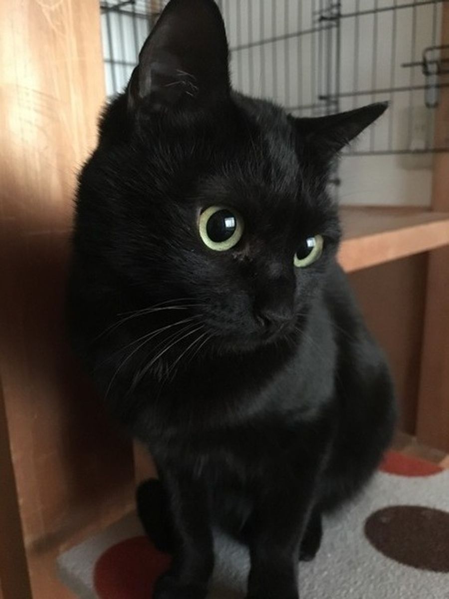 猫の毛柄と性格には関係が 黒 白 グレー を解説 ねこのきもちweb Magazine 猫の毛柄と性格には関係が 黒 白 グレー を解説 ねこのきもちweb Magazine