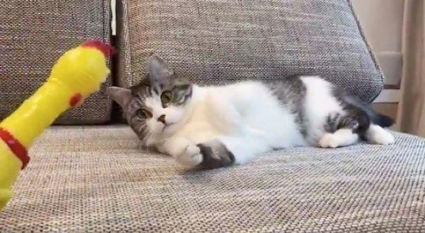 びっくりチキンを見つめるクロエちゃん