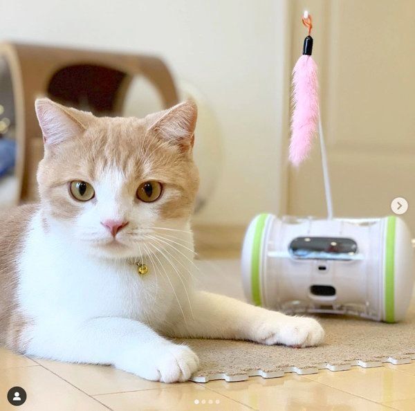 VARRAMに興味を示すスコティッシュフォールド