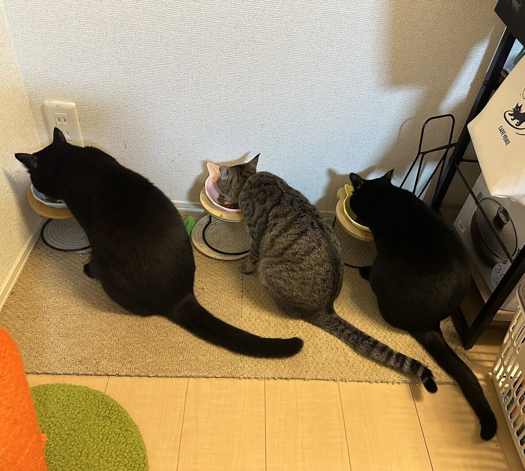 ゴハン中の姿が見事にシンクロしていた一枚。