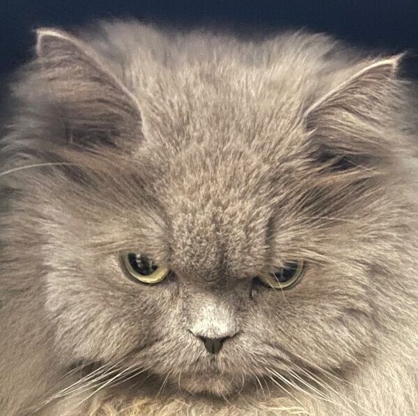 顔が四角い勘吉さん