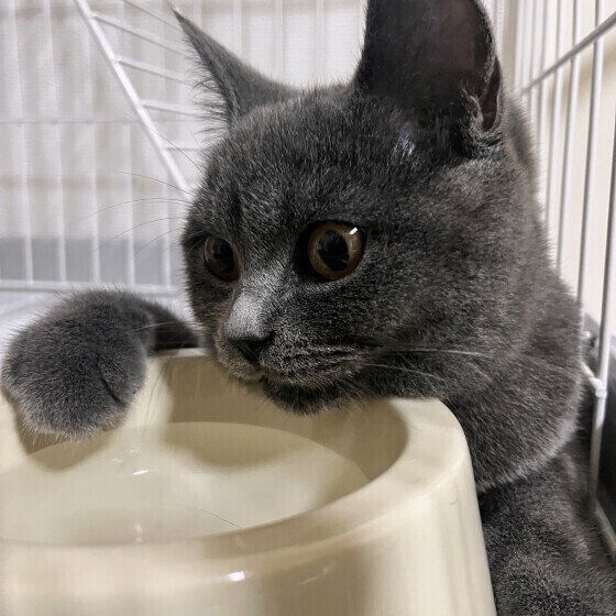 水分補給するブリティッシュショートヘア