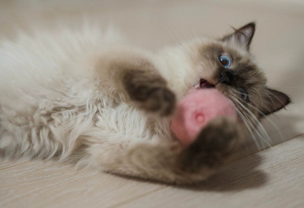 ボールで遊ぶつくしちゃん