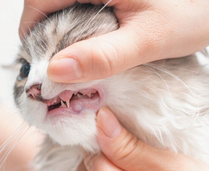 口をチェックされている猫