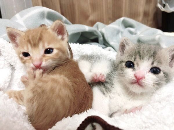 子猫時代のテトくん、セナちゃん